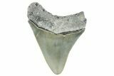 Serrated, Juvenile Megalodon Tooth - North Carolina #352415-1